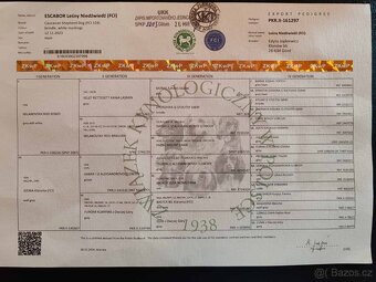 Kavkazský pastevecký pes s PP - 19