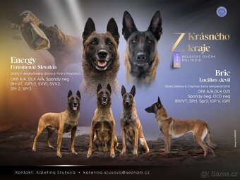 Belgický ovčák malinois - 19