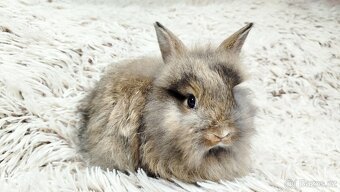 Zakrslý králík, králíček - HARRY - 19