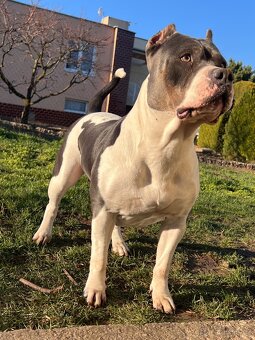 AMERICAN BULLY XL s PP - 19
