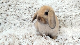 Zakrslý beránek, králíček, králík - JIJI - 19