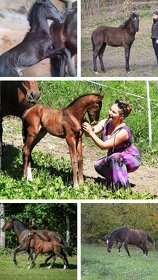 PŘIPOUŠTĚNÍ PSL - 19