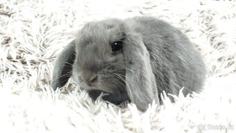 Zakrslý beránek, králíček, králík - BONNY - 19