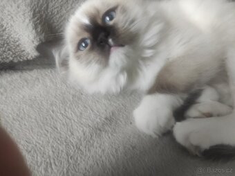 Koťata Ragdoll bez PP - 19