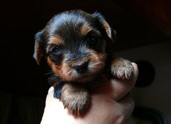 Jorkšírský teriér krytí, připuštění - 19