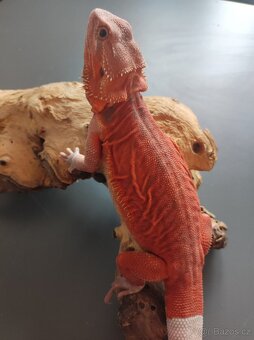 3x Agama vousatá, 3x terárium, 3x box s Blaptica dubia - 19