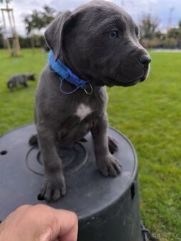 🐾 Americký stafordšírský teriér – modrá štěňátka - 19