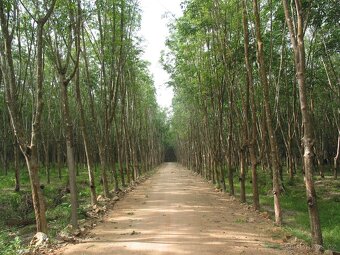 Celomasivní dřevěná podlaha HEVEA - 599,- Kč/ m2 - 19