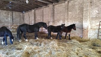 Welsh cob připouštění - 19