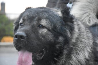 Kavkazský pastevecký pes - 19