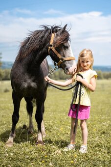 Český sportovní pony valach - 19