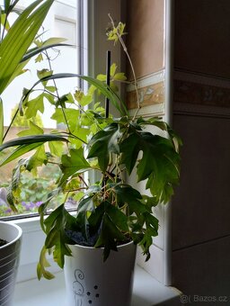 Pokojové rostliny - 19