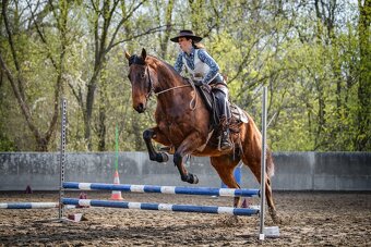 Prodám valacha American quarter horse - 19