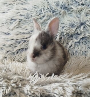 Zakrslý králík - 19