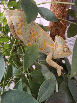 chameleon jemenský - 19