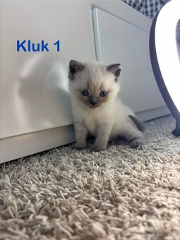 Britská koťata. - 19