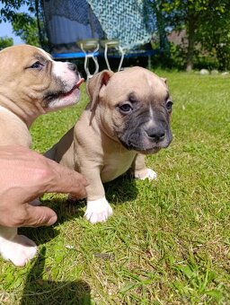 American Bully - (mini)Pocket s PP (AKBC), - 19