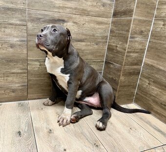 American bully XL - 19