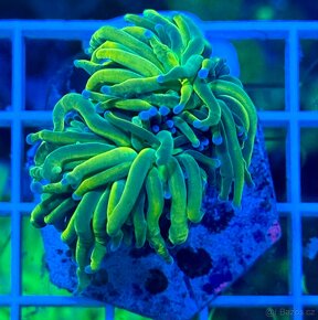 Morske koraly - Nova ponúka - 19