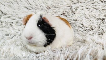 Morče, Morčátko, Morčátka, Morčata - BETTY - 19