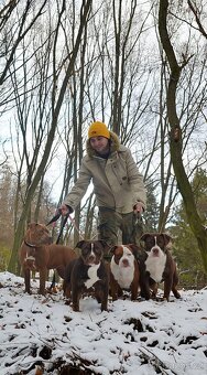 American bully - ch.s. Family Muscle Bullies - 19