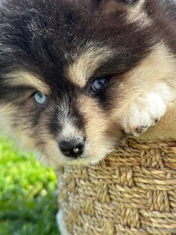 Pomsky / Pomeranian / Husky - 19