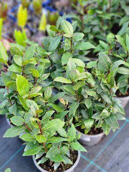 Jarní květiny, rostliny - 19