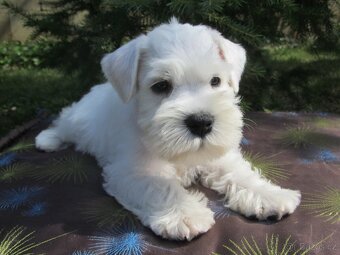 Knírač malý bílý s PP - CHS Švarcava - 19