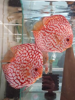 Discus - Terčovec - 19