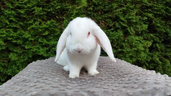 Zakrslý beránek, králíček, králík - WILLIAM - 19