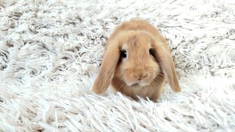 Zakrslý beránek, králíček, králík - JAYDEN - 19
