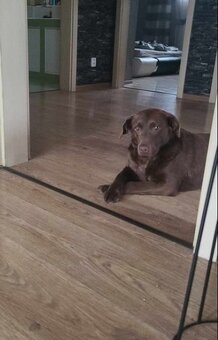 štěně labrador a hnědá fena IHNED - 19