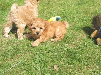 Maltipoo štěňátka - 19