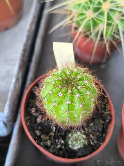 Sukulenty a kaktusy - 19