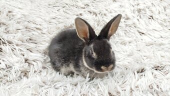 Zakrslý králík, králíček- (REX) DAISY - 19