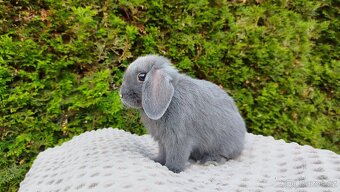 Zakrslý beránek, králíček, králík - PAUL - 19
