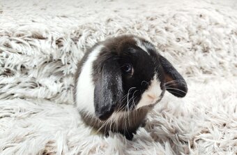 Zakrslý beránek, králíček, králík - 19