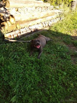 Stafordšírský bulteriér - 19