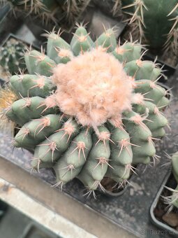 Kaktusy a sukulenty - 19