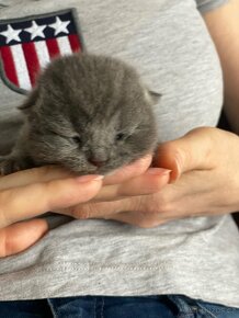 Koťata  britské  narozené. 13.03. 2024. - 19