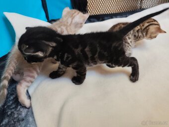 Bengálský Charcoal kocourek s PP - 19