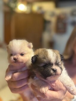 POMERANIAN S PP FCI - ch.s. z Malebného povltaví - 19