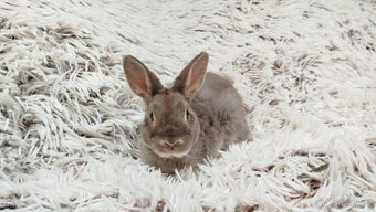 Zakrslý beránek,králíček,králík -(REX)-DIANA - 19