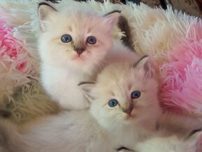 Kocourek Ragdoll ke krytí - 19