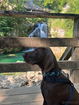 Německý ohař krátkosrstý hnědý - 19