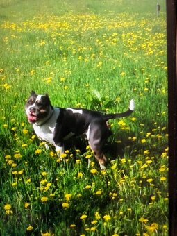 American Bully s PP ABKC - 19