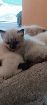 Ragdoll kotatka - 19