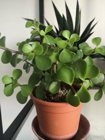 Nabízím gasterie, aloe, agave, chamaedora. - 19
