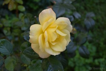 Zrcadlovka Nikon D3300 - 19