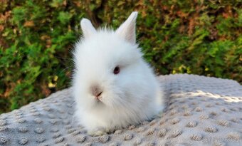 Zakrslý králík, králíček -(TEDDY)-HERBERT A HEIDY - 19